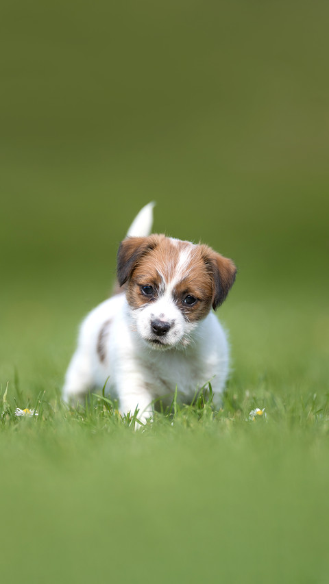 Beautiful dog photographed outdoors in nature preview