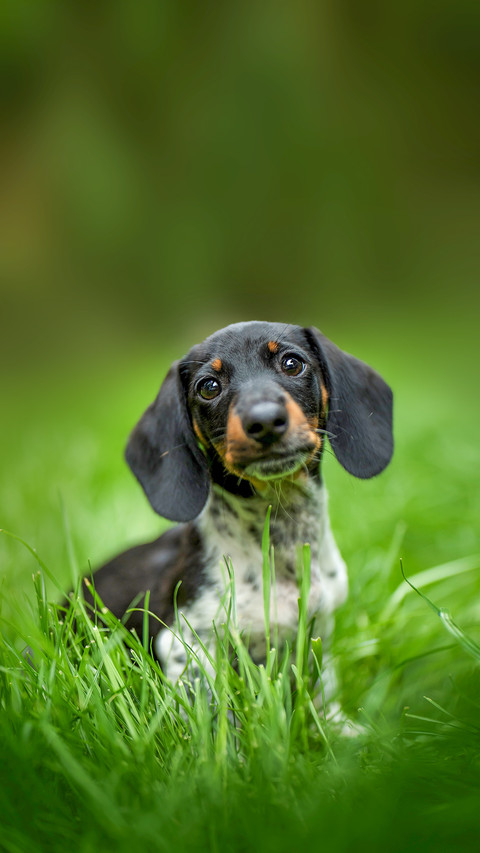 Miniature piebald dachshund in a meadow preview