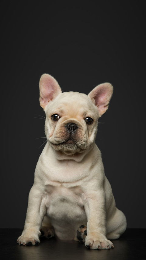 The True Fragrance Theorem of Keeping Pets 7 preview
