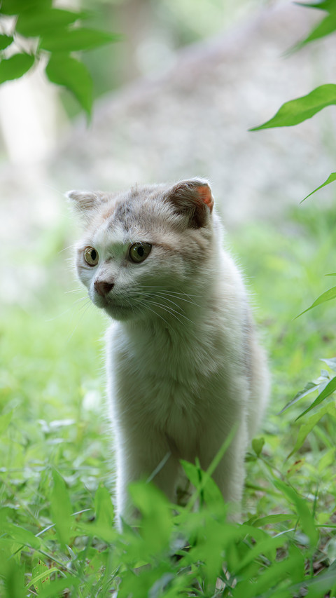 What should i do if a stray cat hides under the bed preview