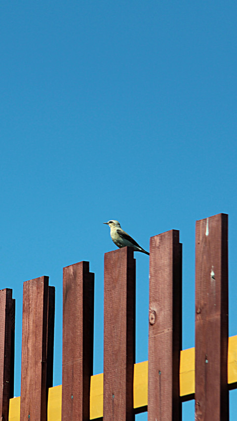 International-Bird on the Fence preview