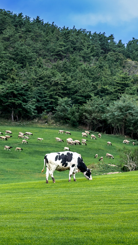 In the morning light of the pasture cattle and sheep preview