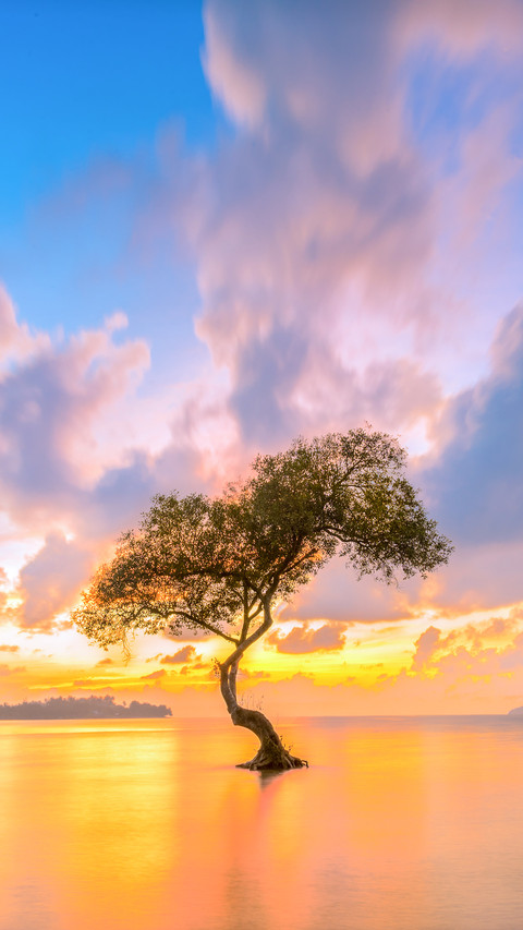 Dramatic Colorful Sunset Sky Above Silhouette Big Tree preview
