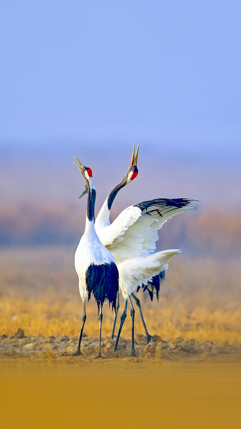 Beautiful Red-crowned Crane preview