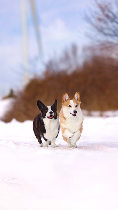 What is it about corgi biting shoes preview