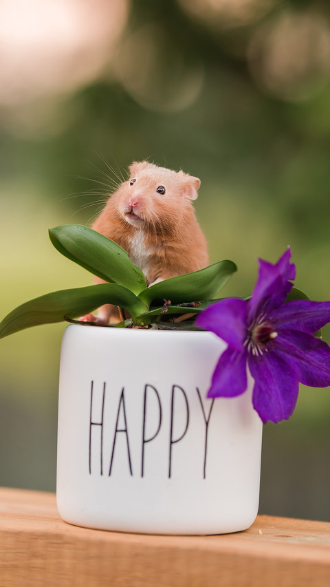 Hamsters and purple flowers preview