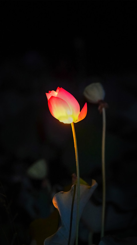 Lotus Outdoor Night Scene Illuminated by Late Night Lights preview