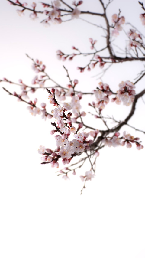 Cherry Blossoms preview