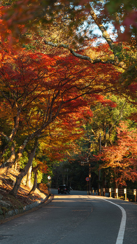 Autumn street preview