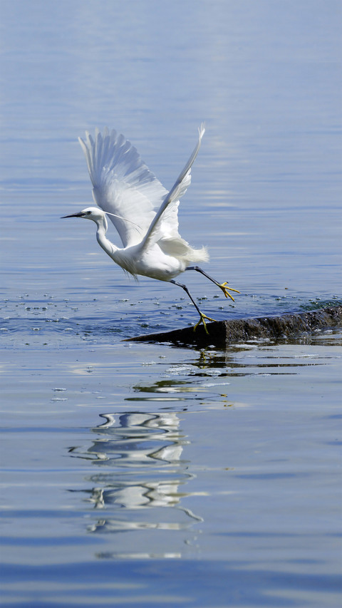Spring herons flock to enjoy themselves 7 preview