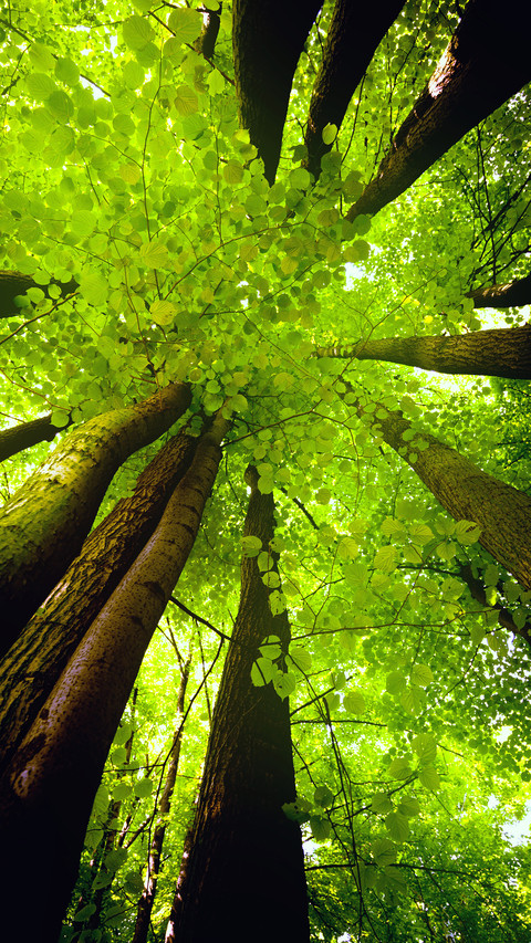 Beech Canopy preview