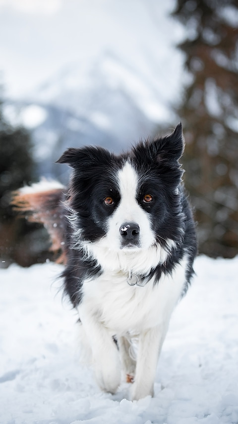Dog preview