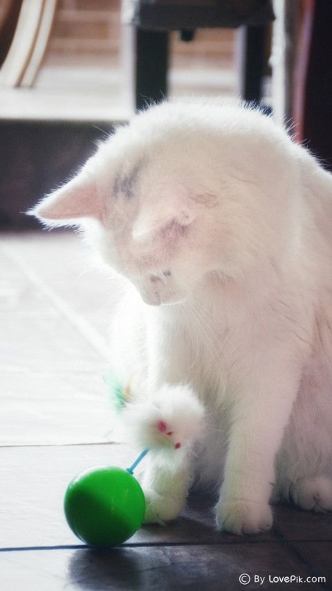 LovePik_cat preview