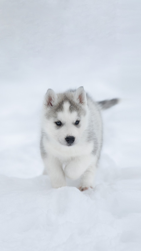 A Husky Dog Playing on The Snow preview