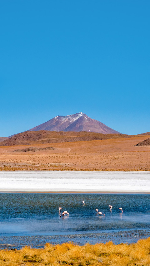 As the flamingos feed in the centre of a lake preview
