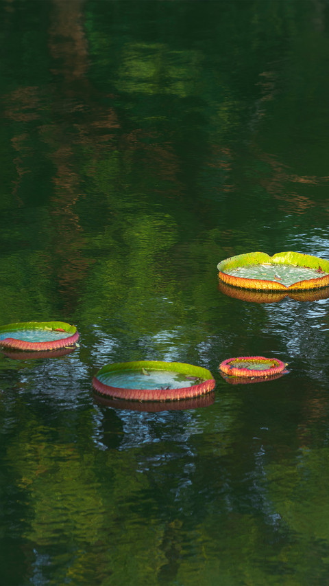 The green spring water is dotted with lotus leaves preview