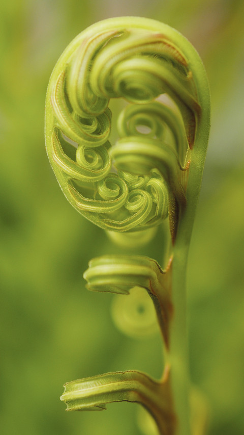 Geometry in Plants 8 preview