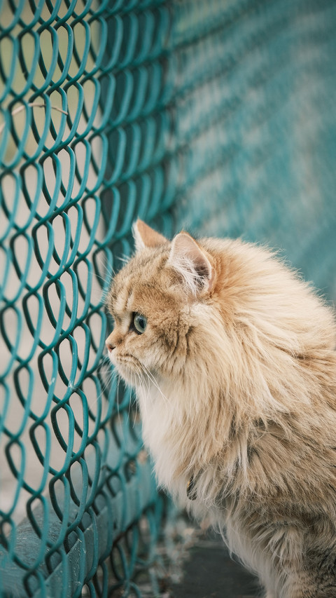 Cat Safety Summer Guide 4 preview