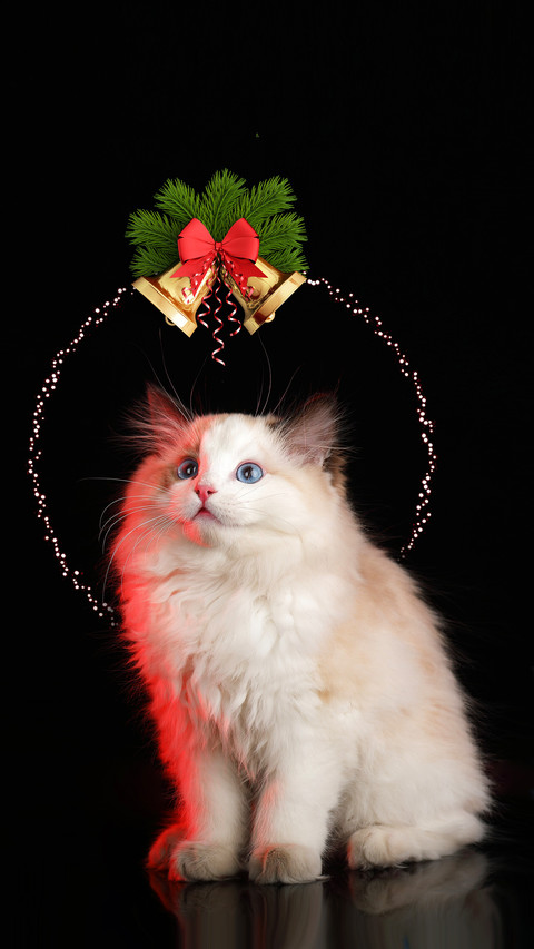 Why do cats land so smoothly and gracefully preview