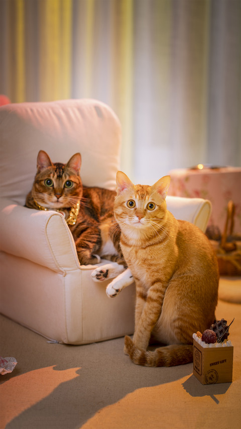 Two Cats Playing On Sofa preview
