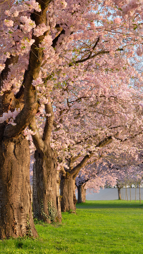 cherry blossom preview