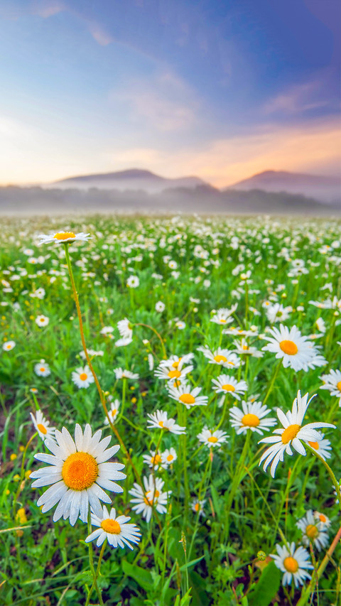 Colorful Flower Field preview