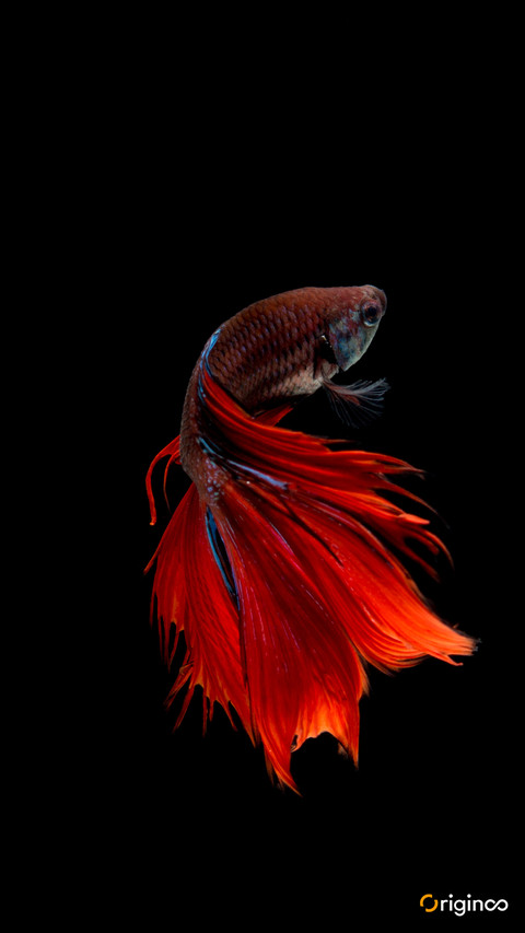 fish (2) preview