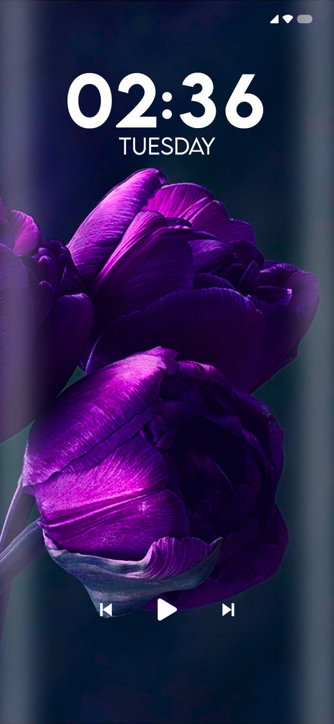 Purple Tulip preview
