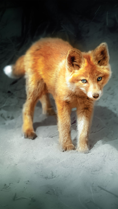 Little fox preview