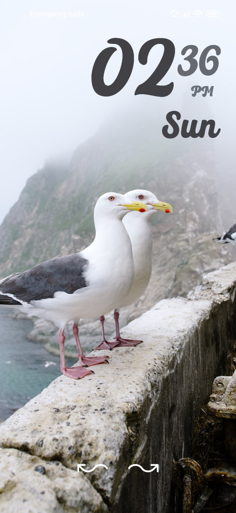 seagull preview