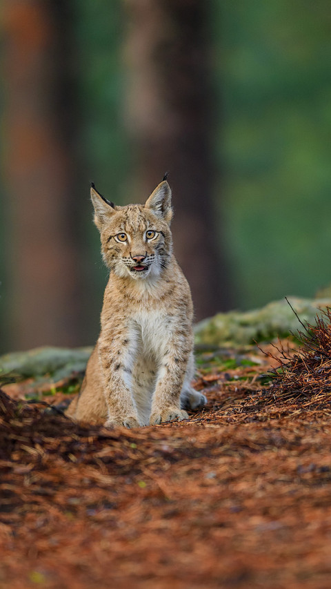 A Lynx Sits Alertly on The Ground preview