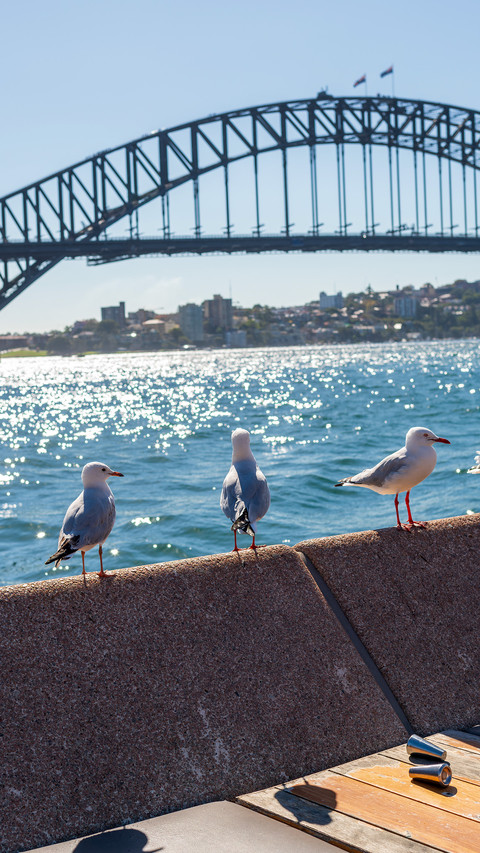 Pigeons by the seaside preview