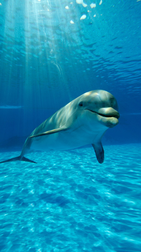 Cold knowledge about dolphins 05 preview