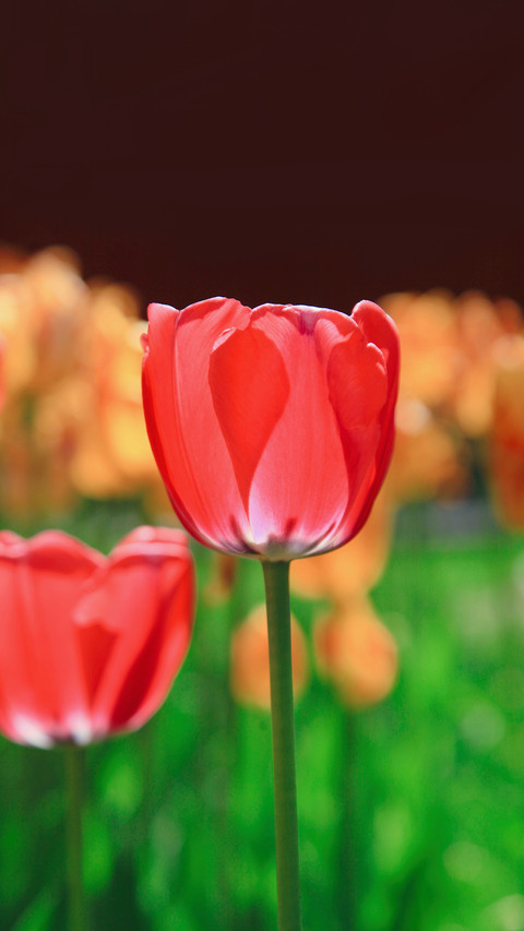 Beautiful flowers loved by everyone preview