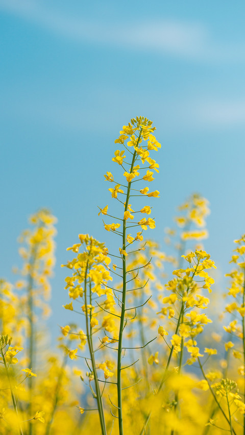Ten thousand acres of rapeseed flowers bloom in cen gong preview