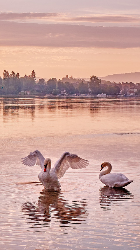 A morning in stein switzerland preview