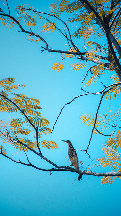 More than 1000 species of birds in Yunnan preview