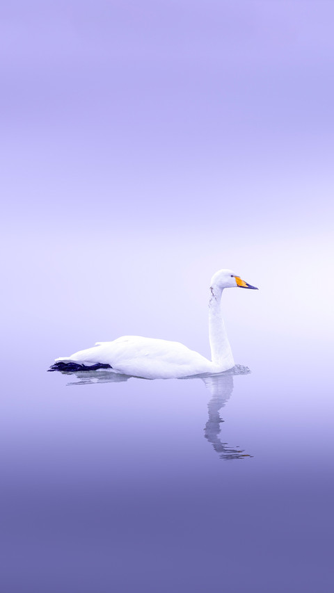 Swans and domestic geese are not the same species preview