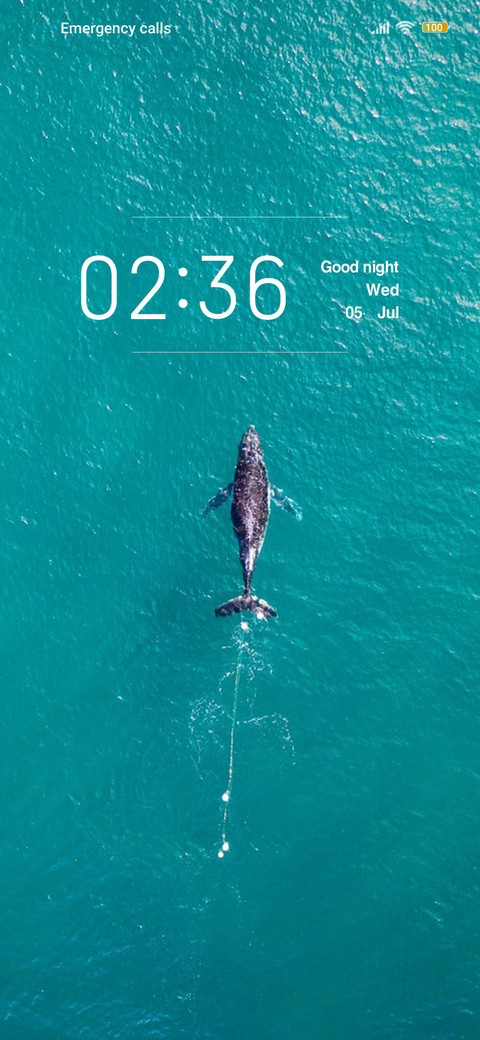 Whale emergence preview