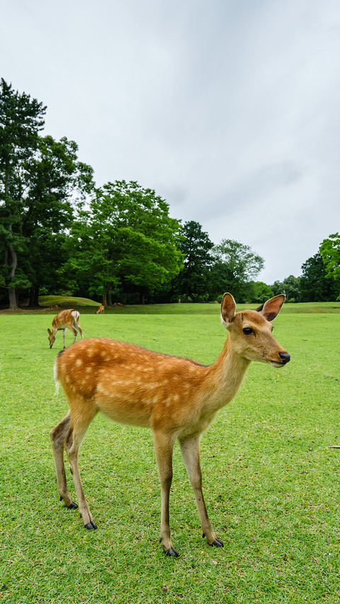 india-deer preview