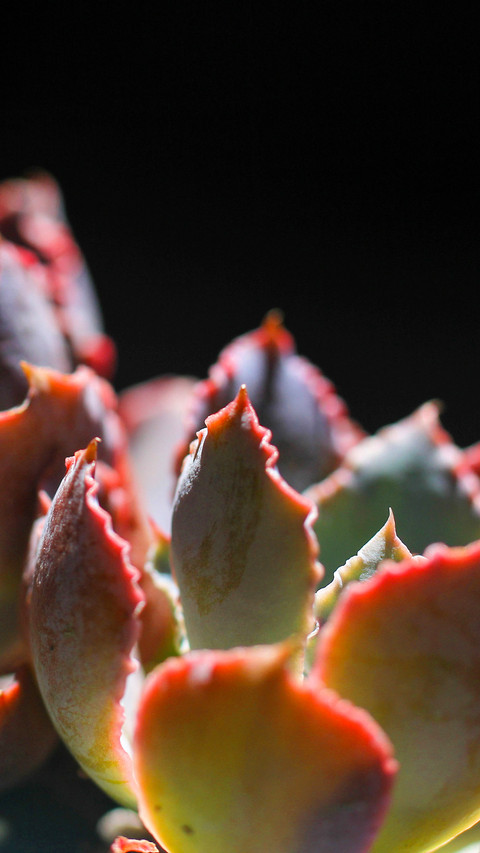 plant (11) preview