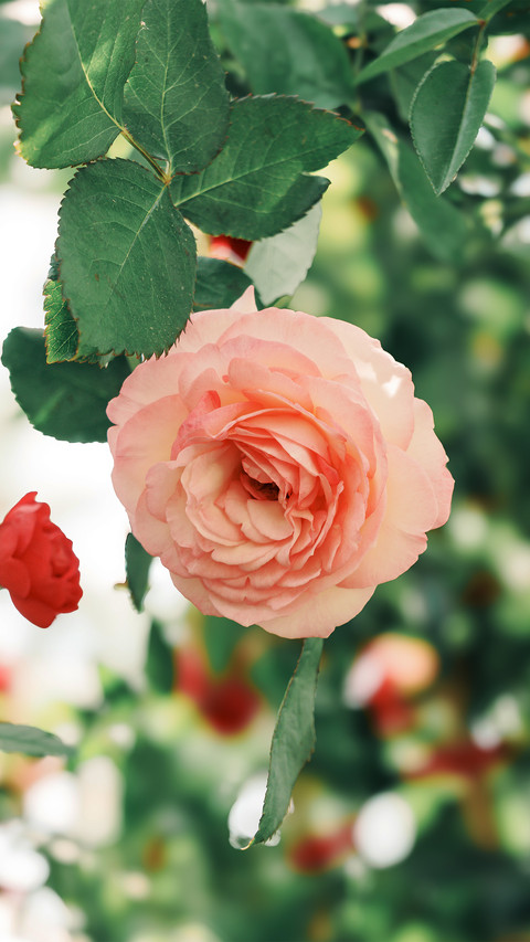 Pink rose preview