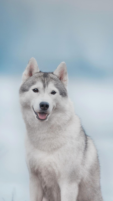 Dog393 preview