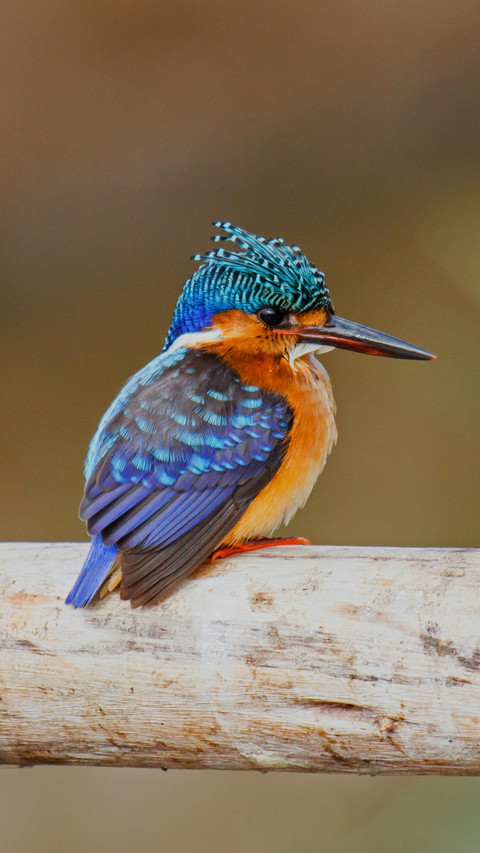 Wooden Perch, Home to a Colorful Kingfisher's Tranquility preview