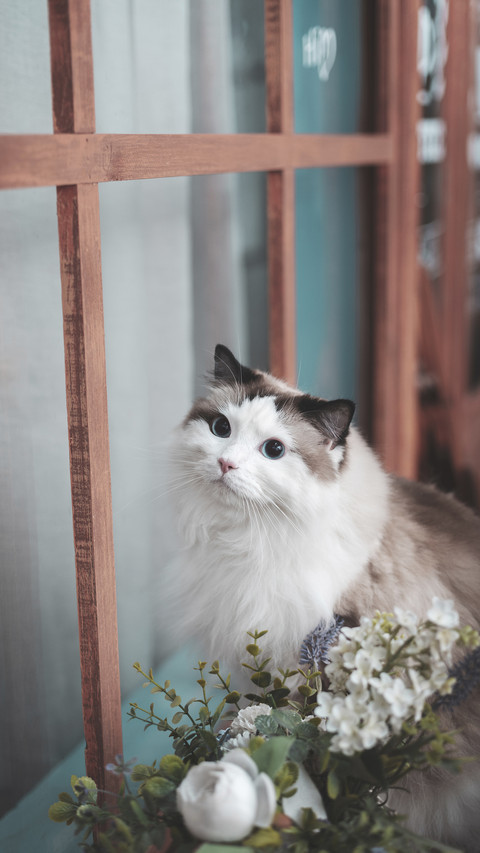 Long haired cat care guide preview
