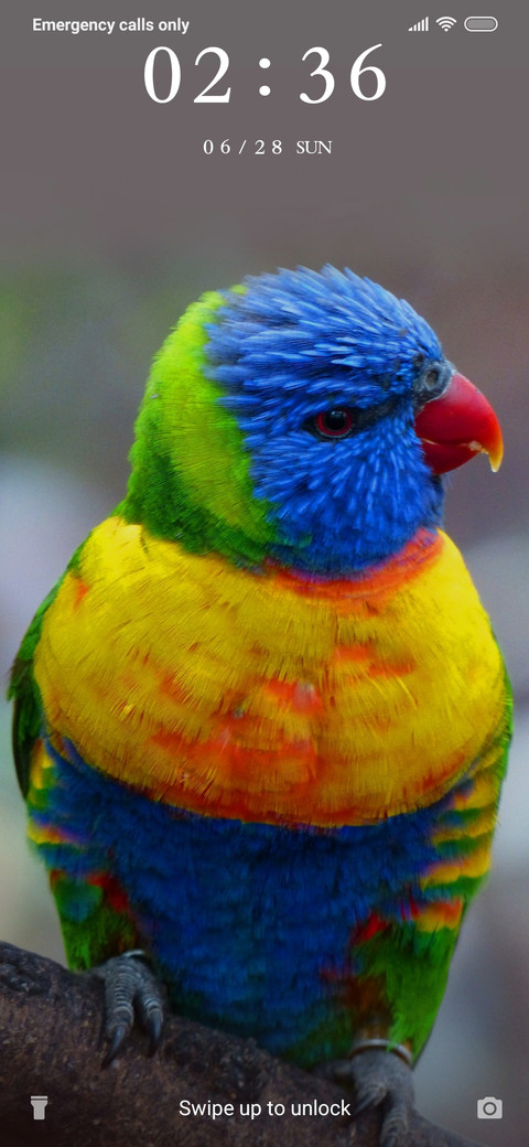 RainbowLorikeet_3MDS preview