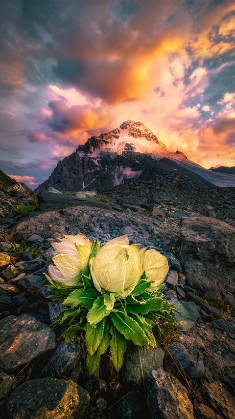 It can still bloom at minus 30 degrees preview
