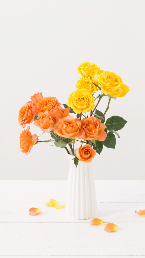 Roses in white vase on white background preview