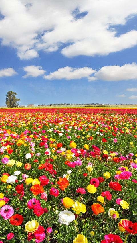Magnificent flower fields preview