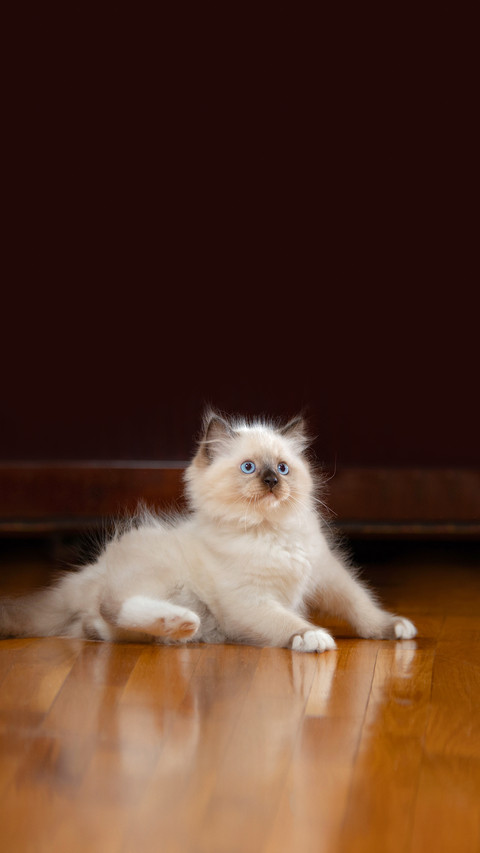 Fluffy Kitten Plays on the Floor on a Brown at Home preview